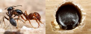 Deux fourmis combattant et une foumis concierge